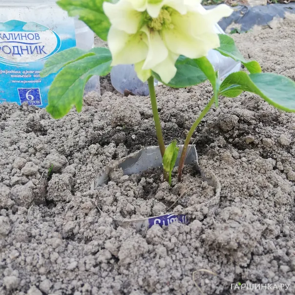 превью изображения отзыва