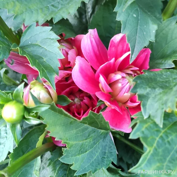 превью изображения отзыва