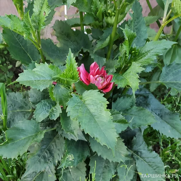 превью изображения отзыва