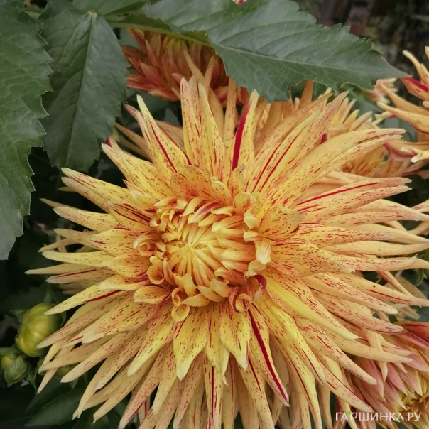 превью изображения отзыва