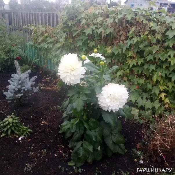 превью изображения отзыва