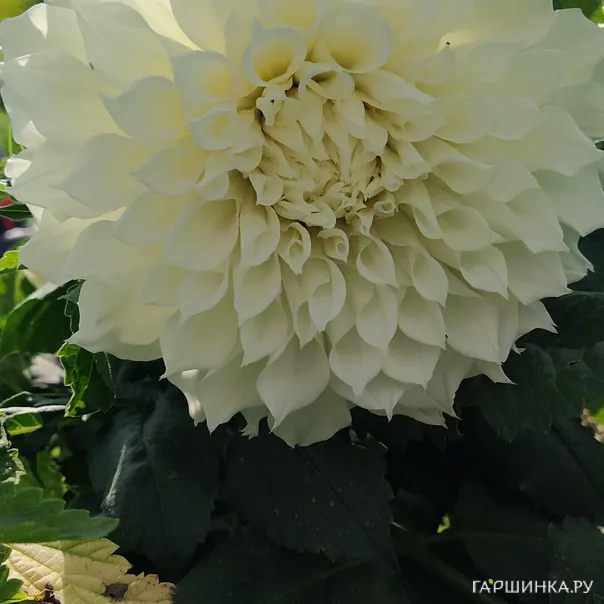 превью изображения отзыва