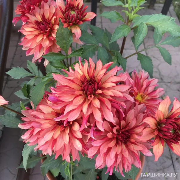 превью изображения отзыва