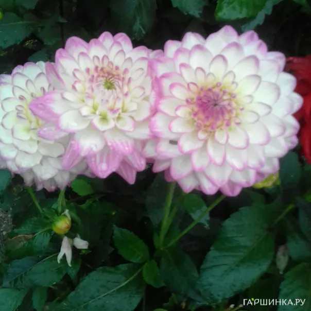 превью изображения отзыва