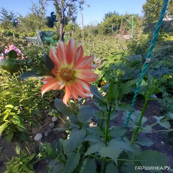 превью изображения отзыва