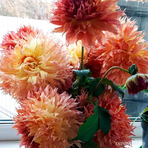 превью изображения отзыва