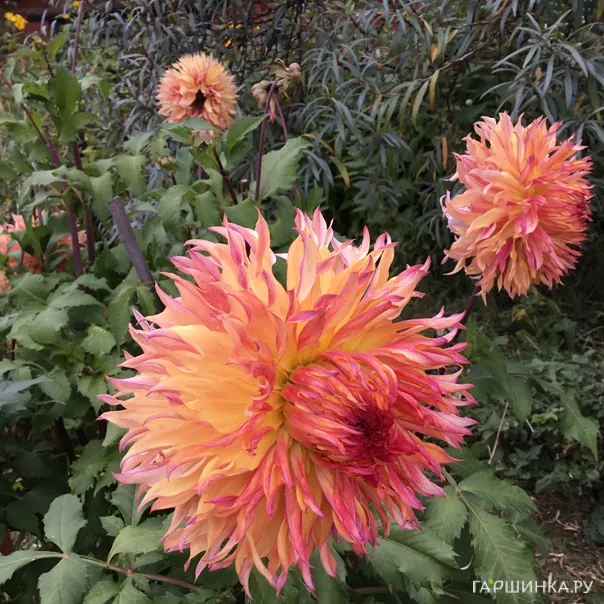 превью изображения отзыва