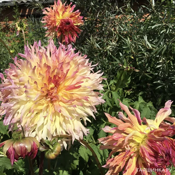 превью изображения отзыва