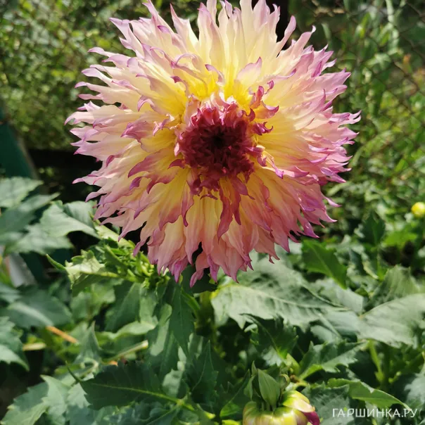 превью изображения отзыва