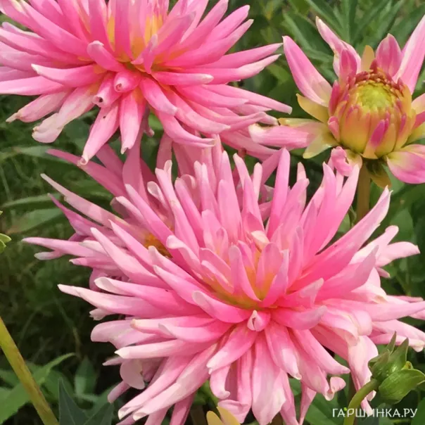 превью изображения отзыва