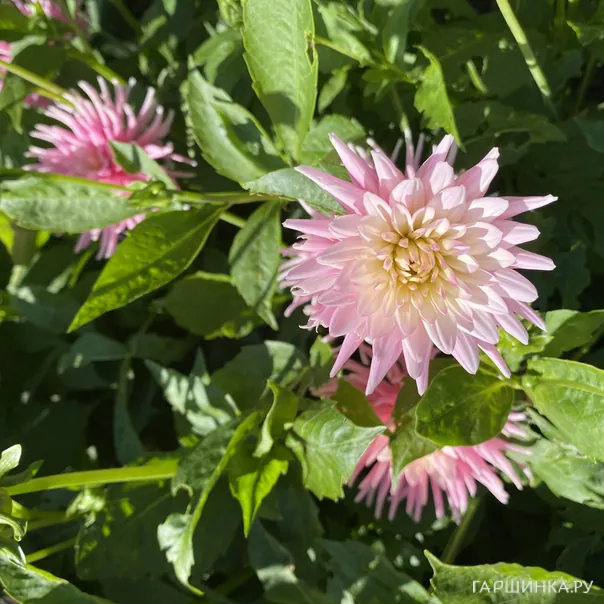 превью изображения отзыва