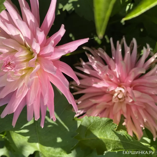 превью изображения отзыва