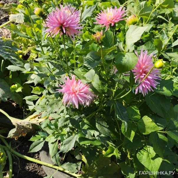 превью изображения отзыва