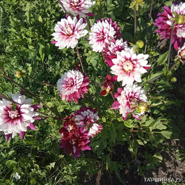 превью изображения отзыва