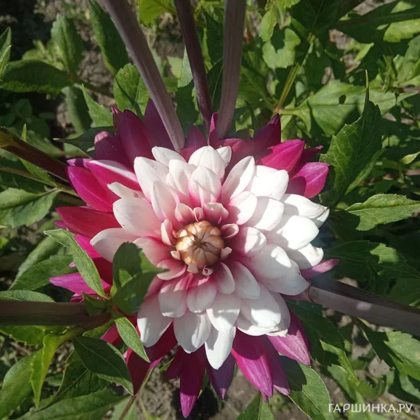 превью изображения отзыва