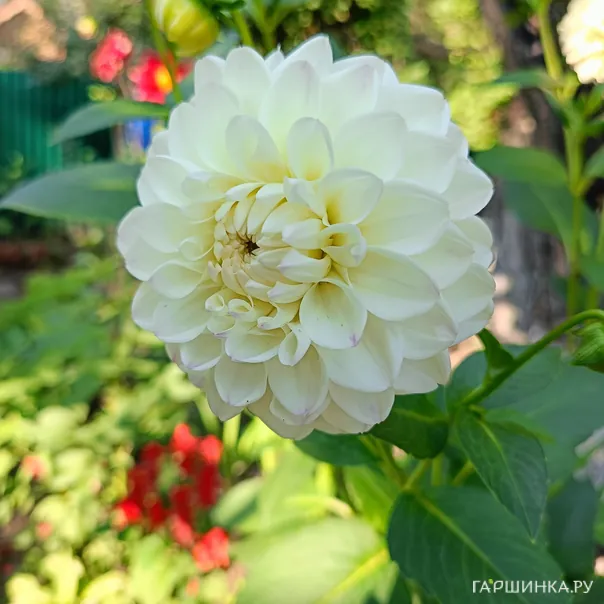 превью изображения отзыва