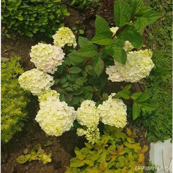 превью изображения отзыва