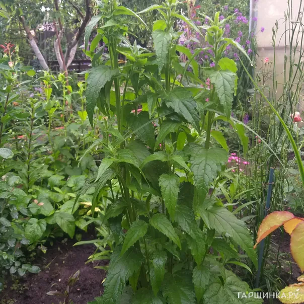 превью изображения отзыва