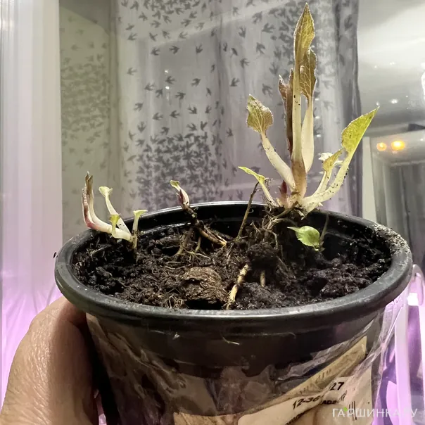 превью изображения отзыва