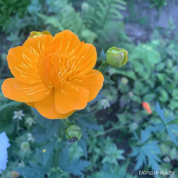 превью изображения отзыва