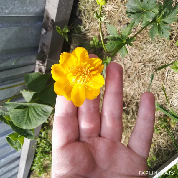 превью изображения отзыва