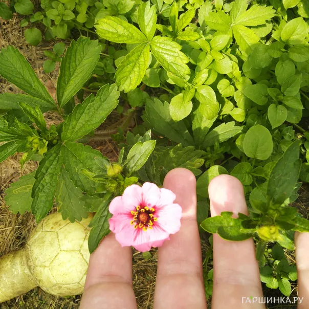 превью изображения отзыва