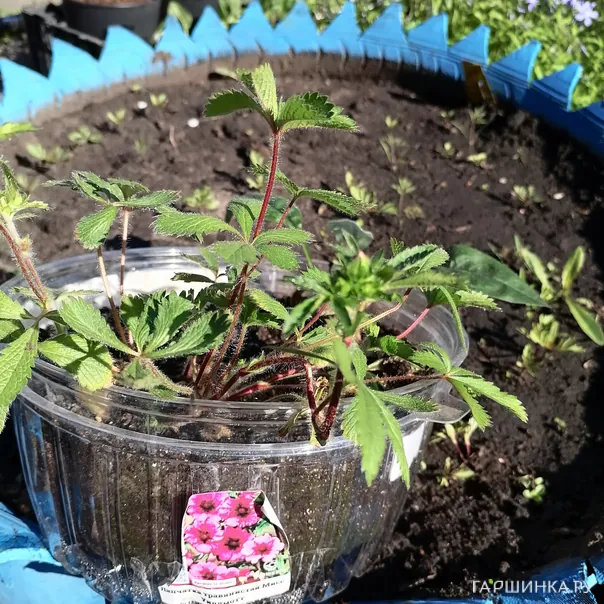 превью изображения отзыва