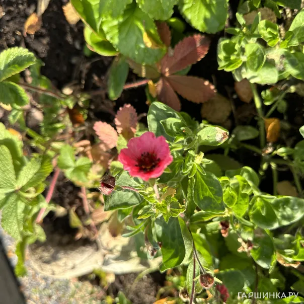 превью изображения отзыва