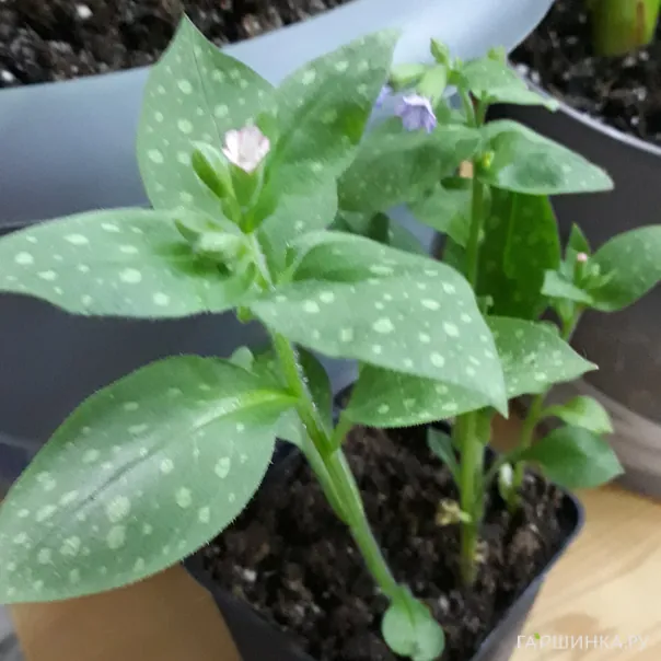 превью изображения отзыва