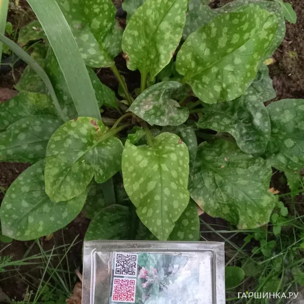 превью изображения отзыва