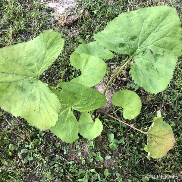 превью изображения отзыва