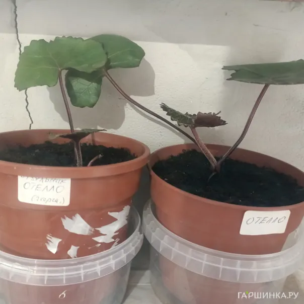 превью изображения отзыва