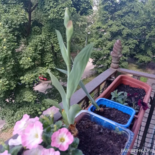 превью изображения отзыва