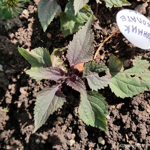 превью изображения отзыва