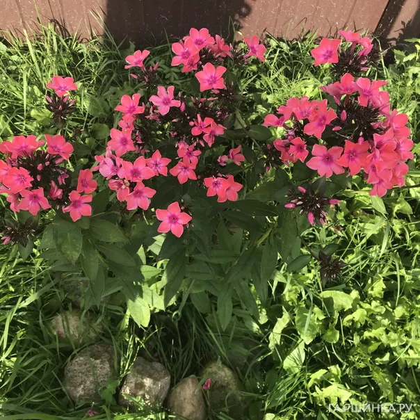 превью изображения отзыва