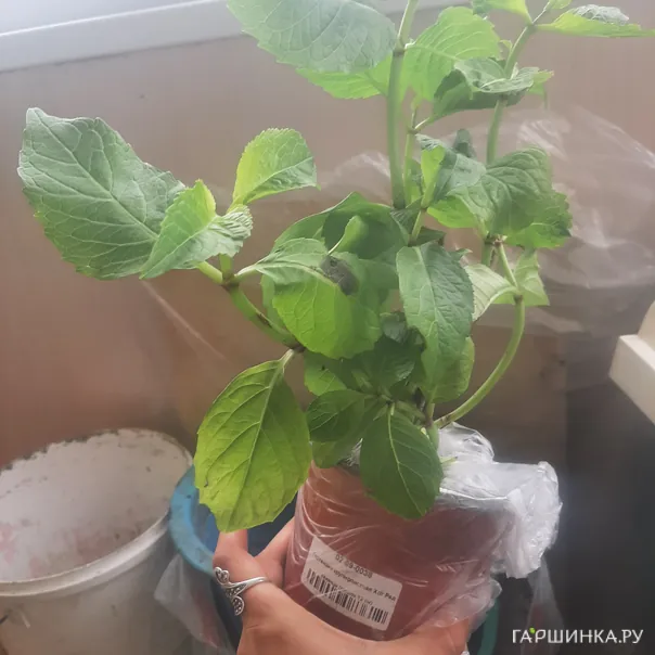 превью изображения отзыва