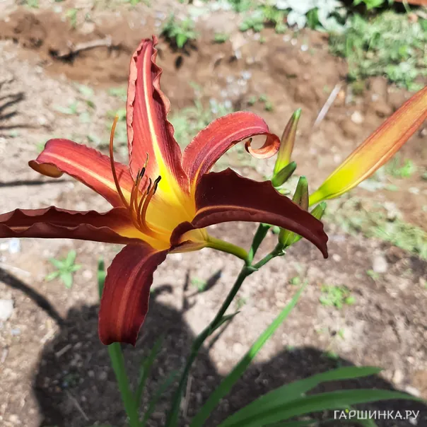 превью изображения отзыва