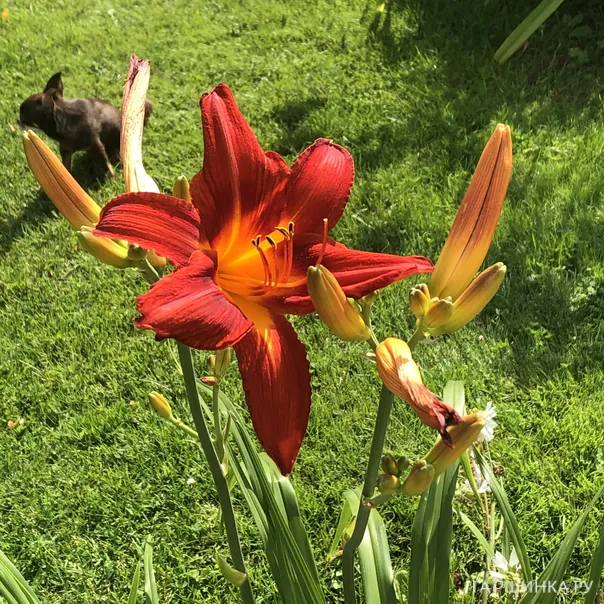 превью изображения отзыва