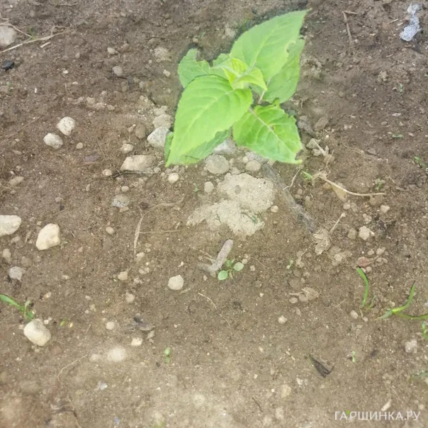 превью изображения отзыва