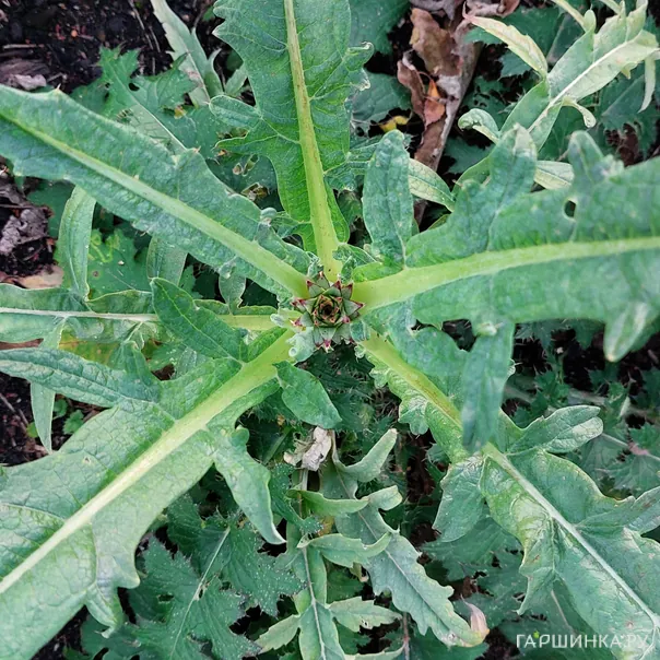 превью изображения отзыва