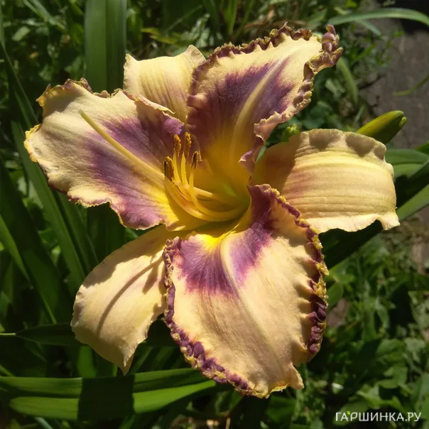 превью изображения отзыва