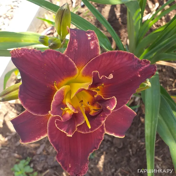 превью изображения отзыва