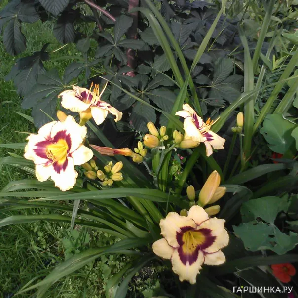 превью изображения отзыва