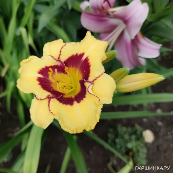 превью изображения отзыва