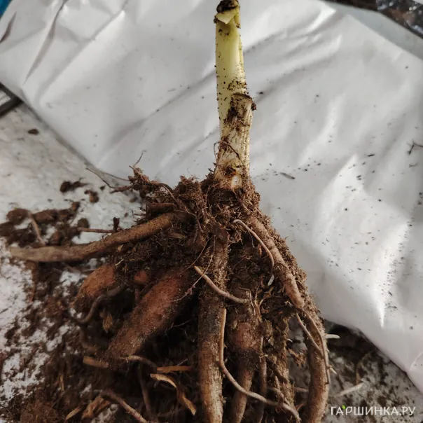 превью изображения отзыва