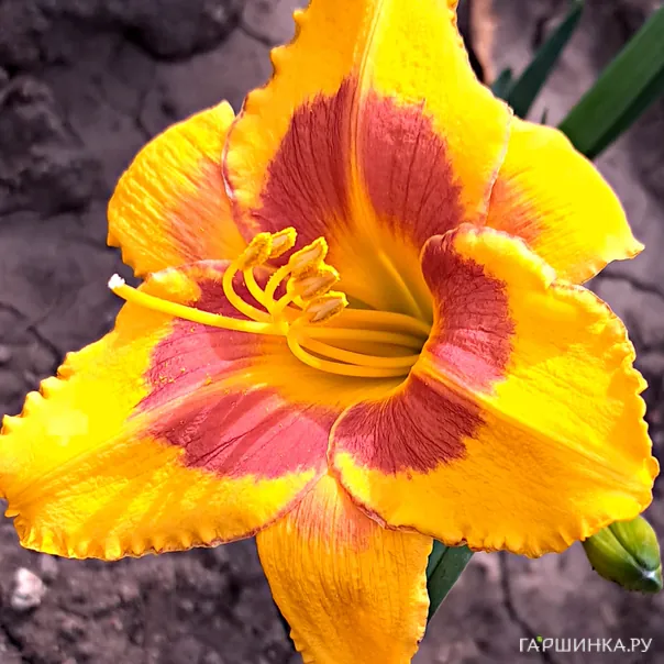 превью изображения отзыва