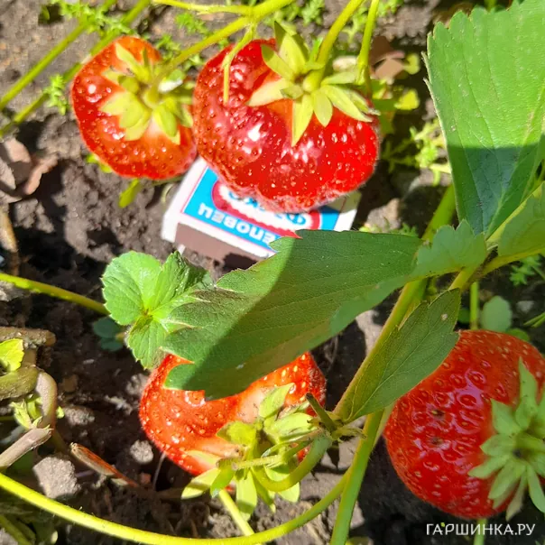 превью изображения отзыва