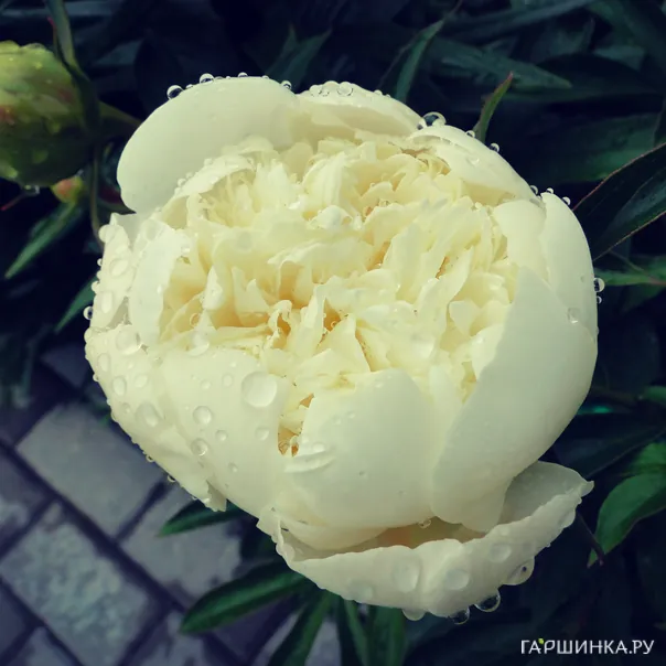 превью изображения отзыва