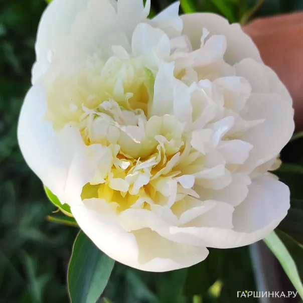 превью изображения отзыва