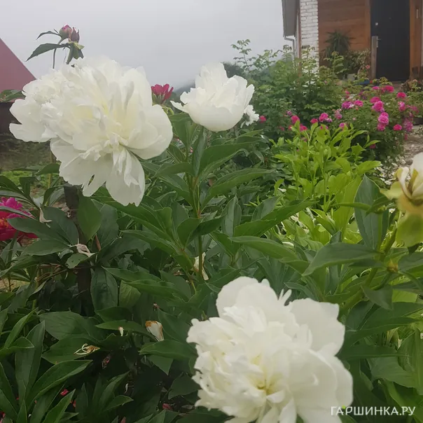 превью изображения отзыва